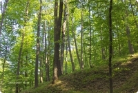 Broadleaved forests in Romania are usually found at atitudes of 50 to 500 meters.