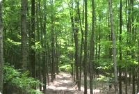 Planted Robinia Forest in Romania, usually in the plains.